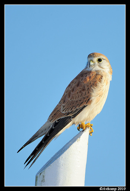 nankeen kestrel 6211