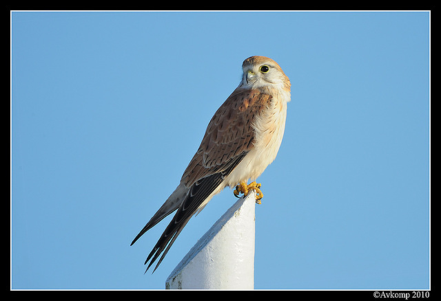 nankeen kestrel 6212