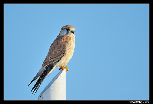 nankeen kestrel 6213