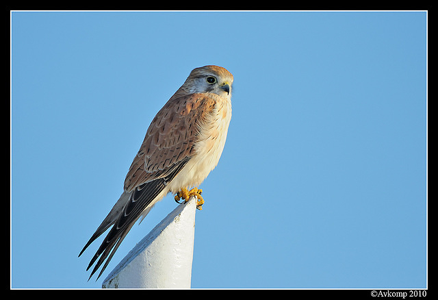 nankeen kestrel 6214