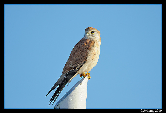 nankeen kestrel 6215