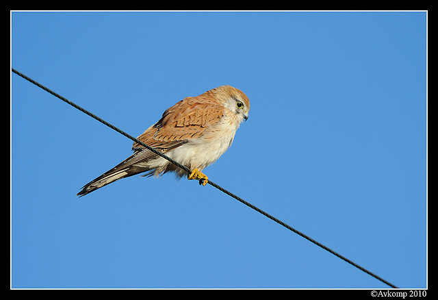 nankeen kestrel 6218