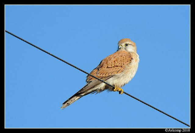 nankeen kestrel 6219