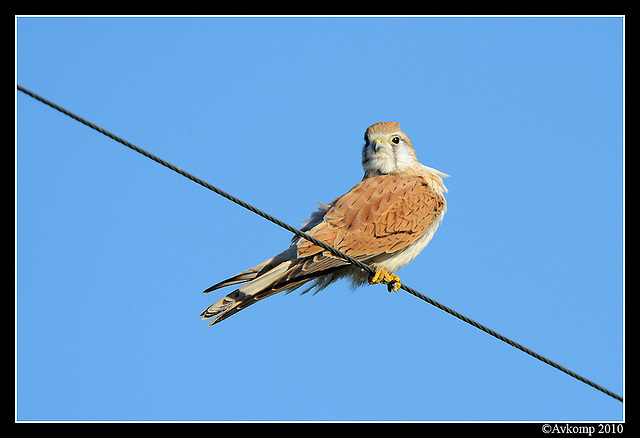 nankeen kestrel 6220