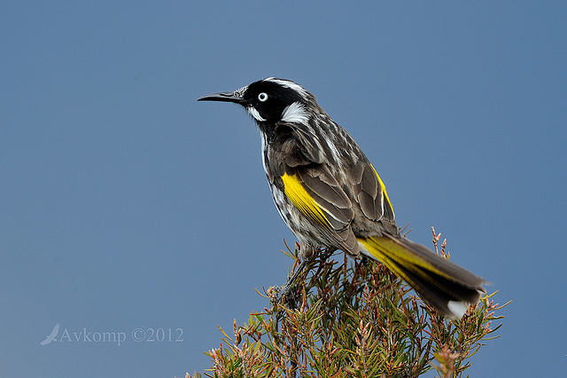 new holland honey eater 4193