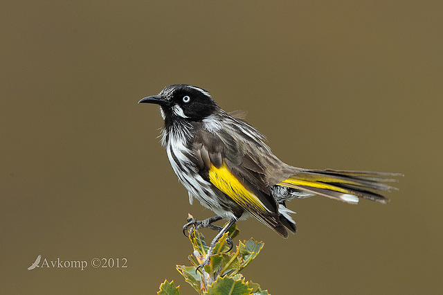 new holland honey eater 4242