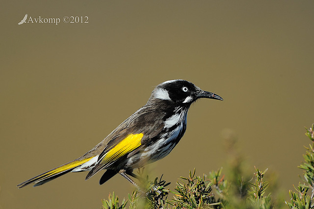 new holland honeyeater 2285