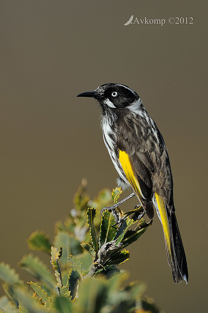 new holland honeyeater 2306