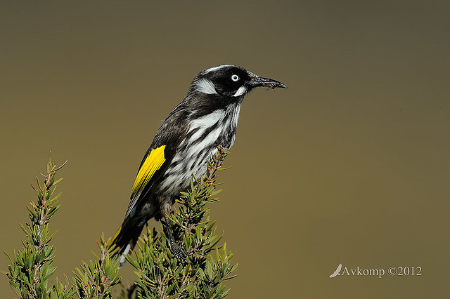 new holland honeyeater 2318cf