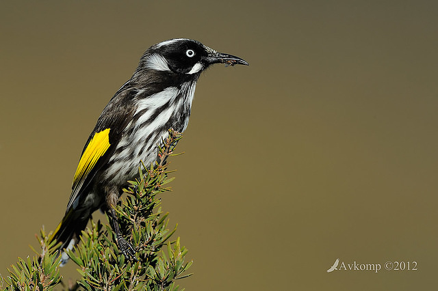 new holland honeyeater 2319