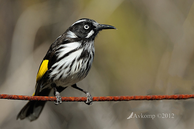 new holland honeyeaterl 2099