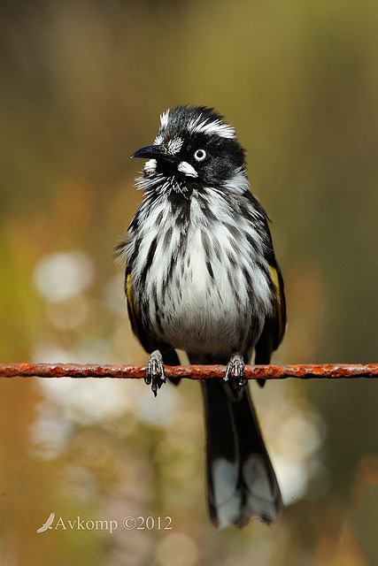 new holland honeyeaterl 2103