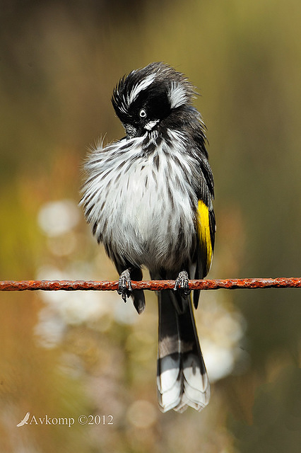 new holland honeyeaterl 2105