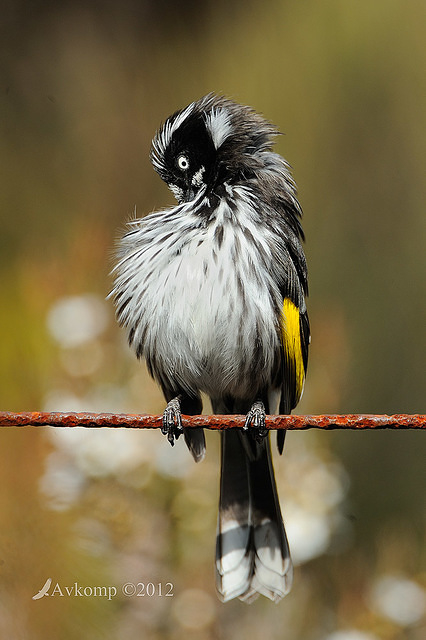 new holland honeyeaterl 2106