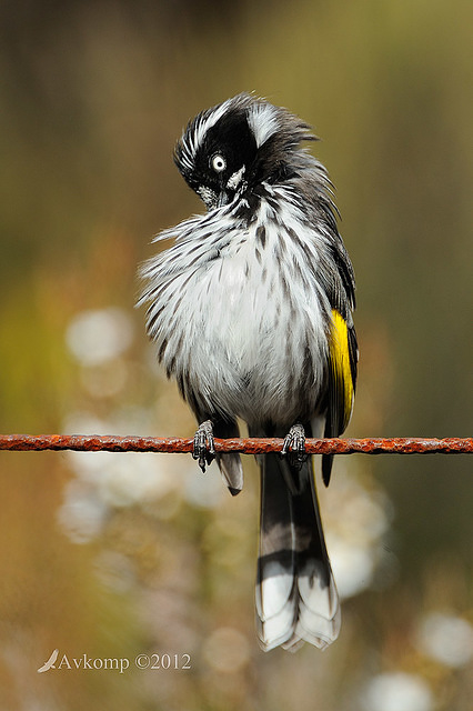 new holland honeyeaterl 2107