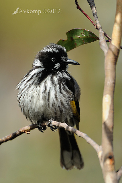 new holland honeyeaterl 2148