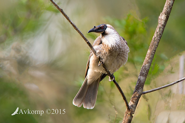 noisy friar bird 4158