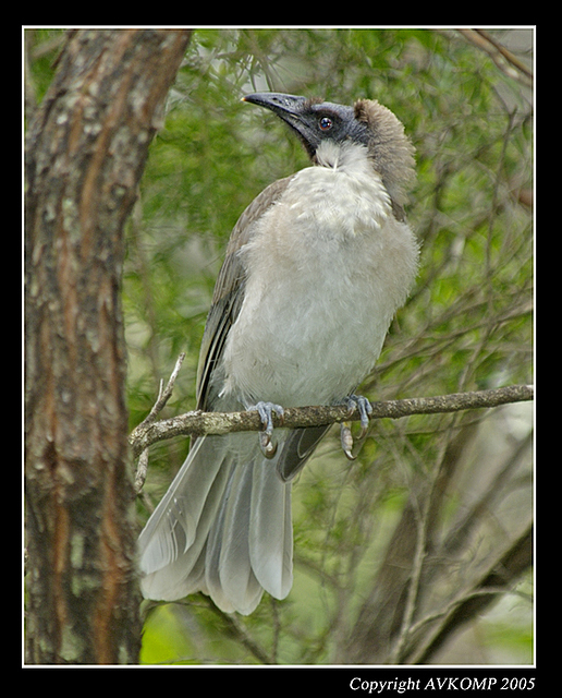 noisy friar bird