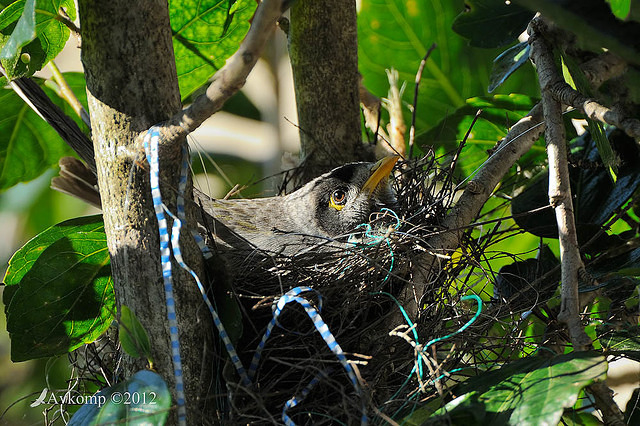 noisy miner 3754