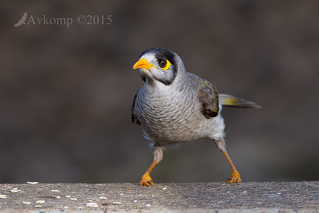 noisy miner 1335