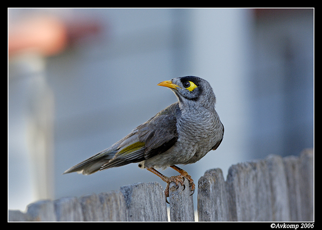 noisy miner 17