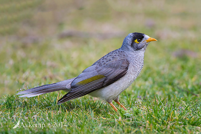 noisy miner 17039