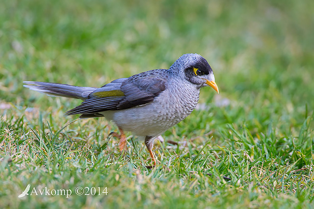 noisy miner 17042