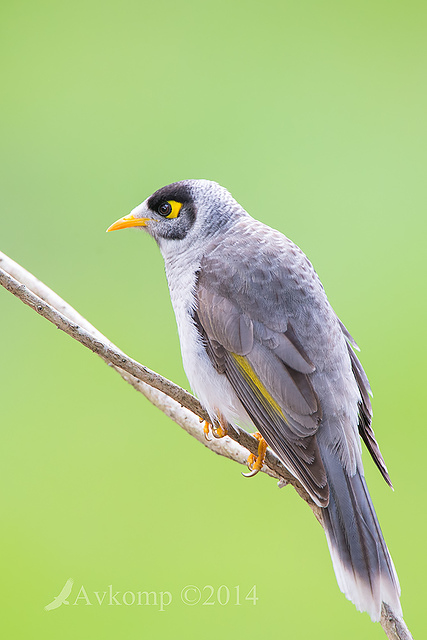 noisy miner 17314