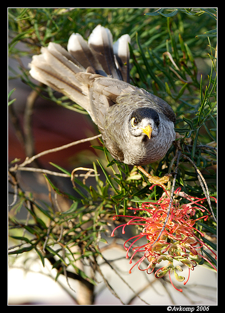 noisy miner 26