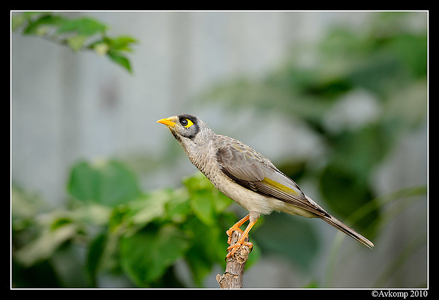 noisy miner 2889