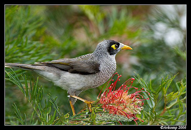 noisy miner 300 and tc17