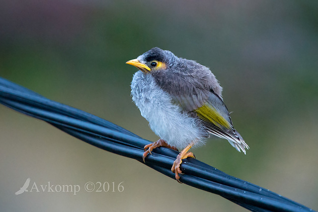 noisy miner 7407