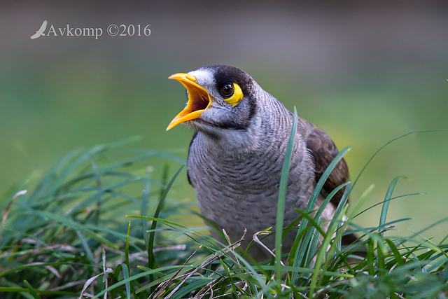 noisy miner 8589