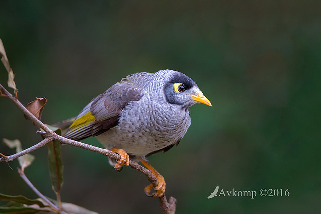 noisy miner 8811