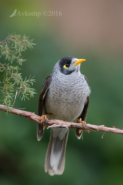 noisy miner 9698