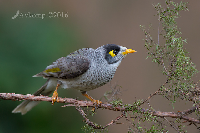 noisy miner 9700