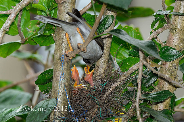 noisy miner nest 4457