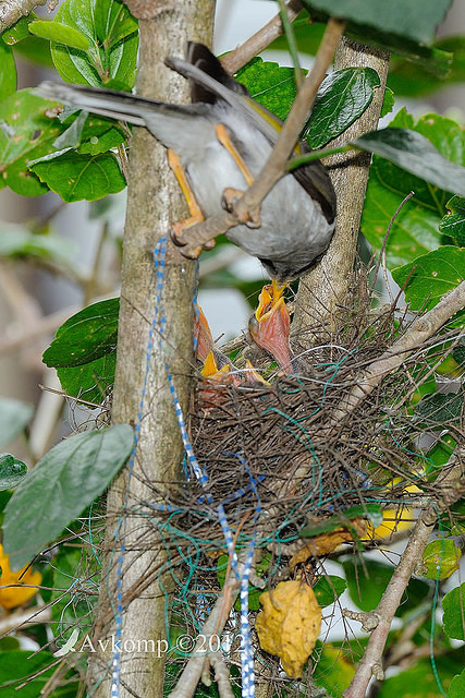 noisy miner nest 4458