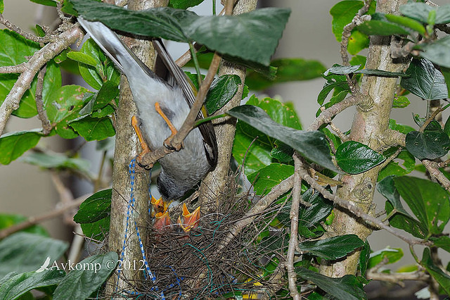 noisy miner nest 4463