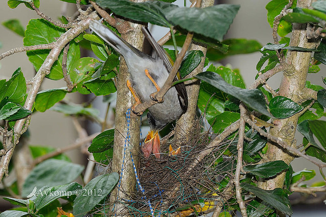 noisy miner nest 4465