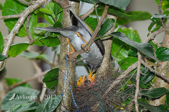 noisy miner nest 4469