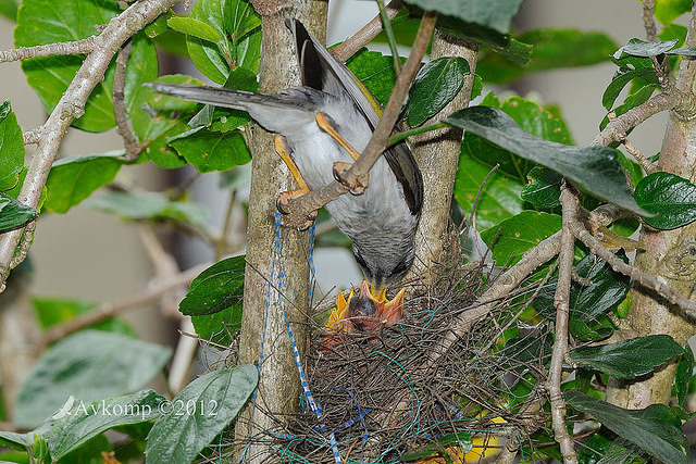 noisy miner nest 4470