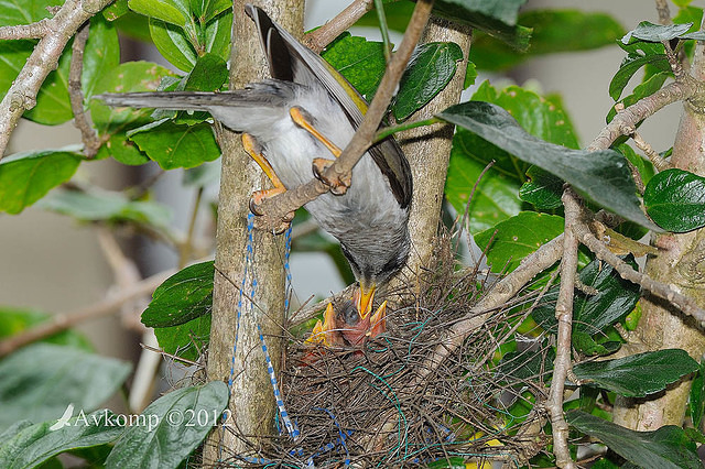 noisy miner nest 4471