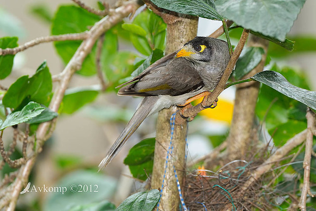 noisy miner nest 4477