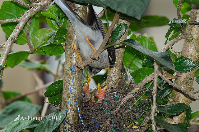 noisy miner nest 4481