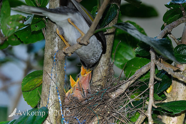 noisy miner4498