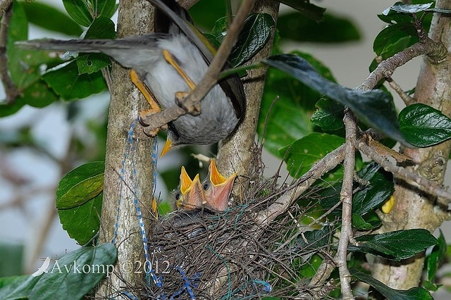 noisy miner4503