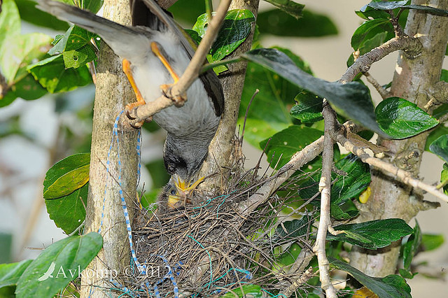 noisy miner4505