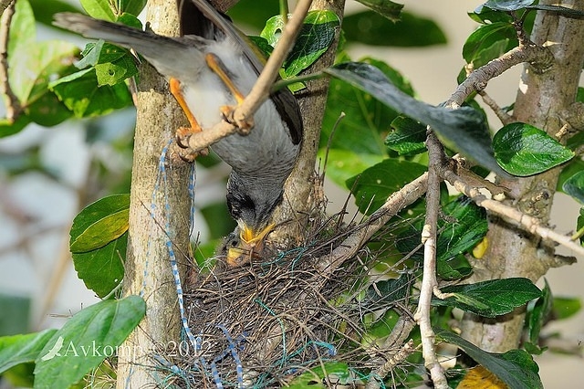 noisy miner4506