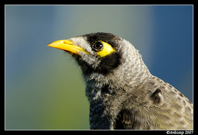 noisyminer0003